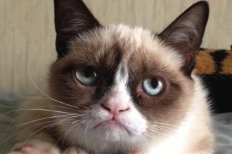 Grumpy Cat's original photo, posted to reedit by Bryan Bundesen