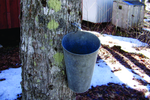 Anti-Vaxxers Try To Kill Their Toddler’s Meningitis With Maple Syrup–Kill Their Toddler Instead