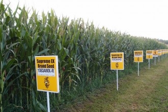 Not the McDonald's GMO reject, but close.