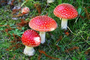 ‘Magic Mushrooms’ Found Growing In Queen Elizabeth’s Garden