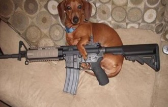 dog with gun