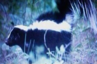 skunk