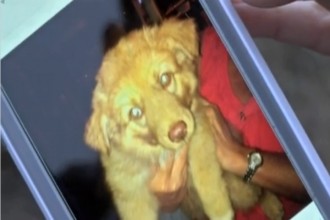 An 82 year old man shot his neighbor's dog because he thought it was about to poop in his yard.