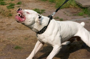 I Let A Pit Bull Near My Baby: This Is What Happened (IMAGES)