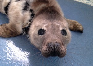 As "Badger" began to molt, caregivers discovered his rare pigment. Image: Cornish Seal Sanctuary http://www.sealsanctuary.co.uk