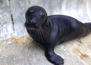 "Badger" Image: Cornish Seal Sanctuary http://www.sealsanctuary.co.uk