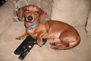Three Times Dogs Accidentally Shot Their ?Responsible? Gun Owners