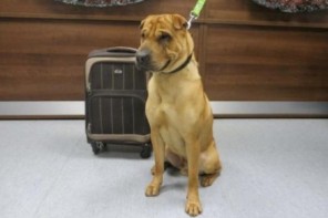 Sad, Lovable Dog Abandoned In Train Station With Suitcase Of His Belongings (VIDEO)