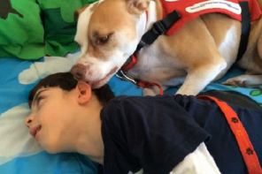 After Court Battle, Florida Judge Rules Service Dog Can Attend School With Special Needs Student (VIDEO)