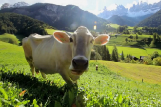 Cows Don't Care About Daylight Savings Time