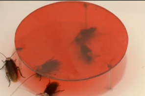 Screen Shot 2015-03-10 at 1.01.02 PM