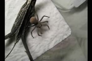 I’m Not Generally A Fan Of Spiders, But This One Is Cute – Yes, Cute (VIDEO)