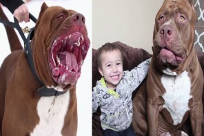 featureimagepitbull