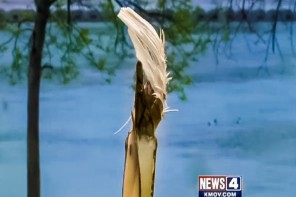 Vandals Destroy Michael Brown Memorial Tree Less Than A Day After It Was Planted (VIDEO)