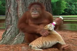 WATCH: Orangutan Adopts Tiger Cubs, Forms Unbelievable Bond In Nature (VIDEO)