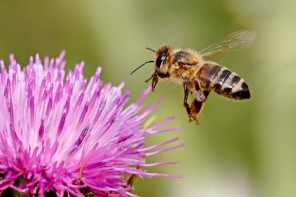 President Obama Just Unveiled The First-Ever National Plan To Save Our Honeybees