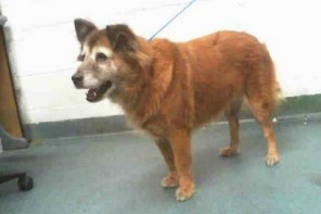 Abandoned Senior Dog Goes Viral; People Competing For Her Overnight (VIDEO)