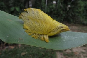 Scientists Shocked To Find Donald Trump’s Hairpiece Masquerading As A Caterpillar In The Amazon