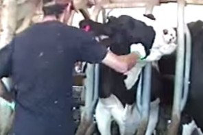 Bettencourt Dairies Animal Abuse Screenshot