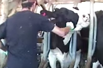 Bettencourt Dairies Animal Abuse Screenshot