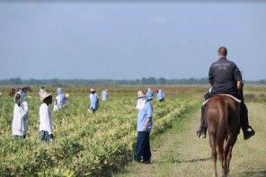 Modern Slavery? Black Prisoners In Louisiana Work On 21st Century Plantation (VIDEO)