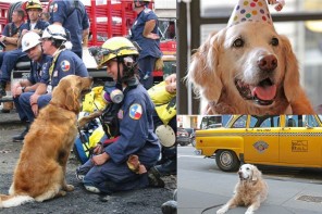 Last Surviving 9/11 Search Dog Gets ‘Sweet 16’ Birthday Bash In Her Honor (VIDEOS)