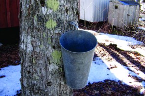 Anti-Vaxxers Try To Kill Their Toddler’s Meningitis With Maple Syrup–Kill Their Toddler Instead