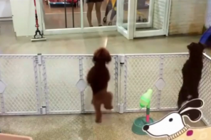 WATCH: Adorable Doggy Salsa Dance