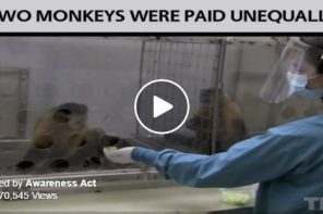 Watch These Monkeys Explain What Happens When Workers Aren’t Paid Equally (VIDEO)